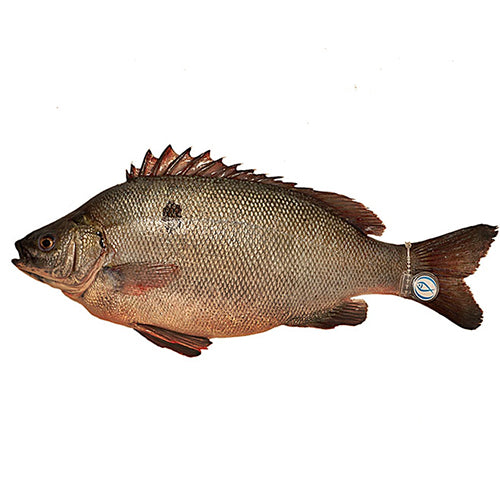 新鮮有機寶石魚(約12兩)