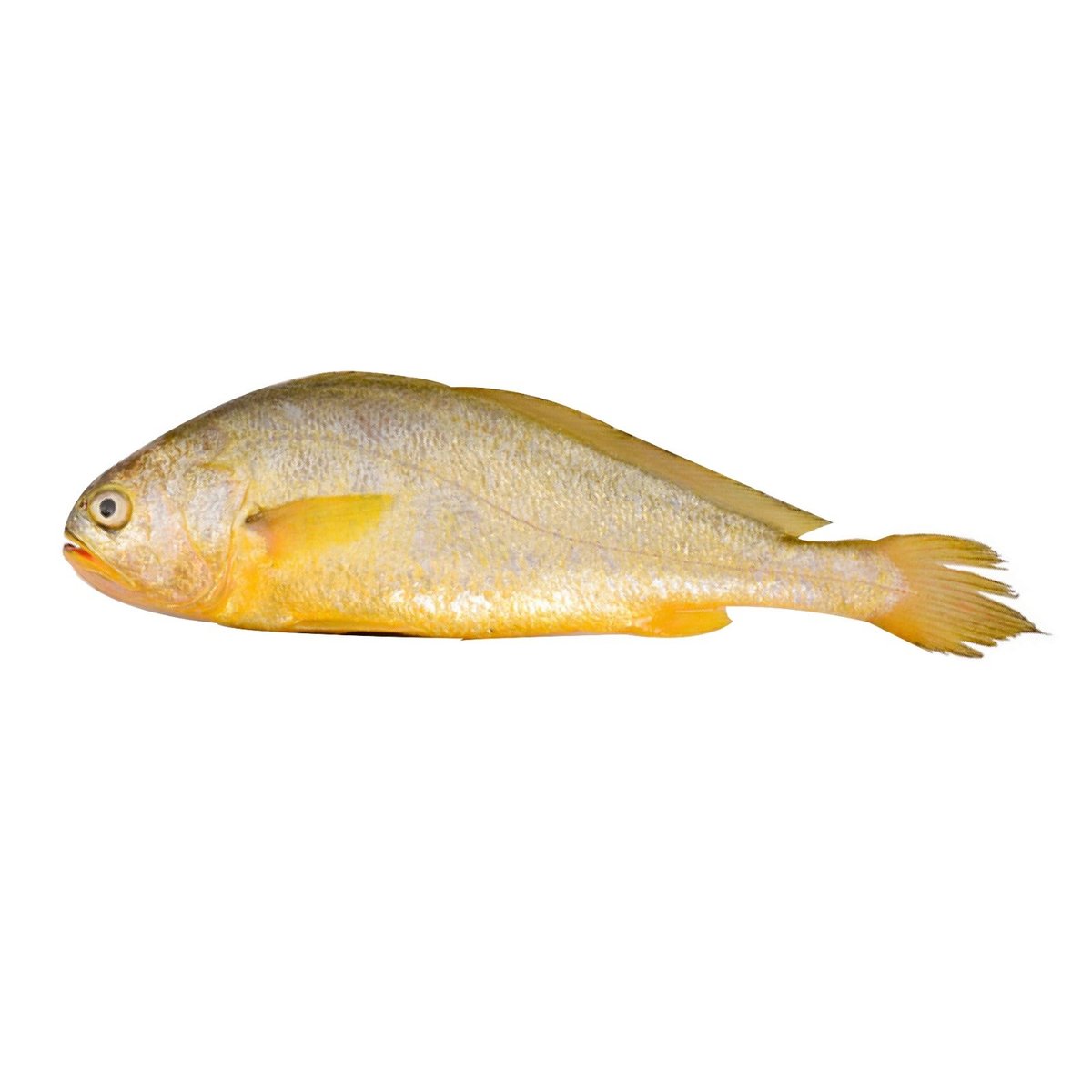 黃花魚